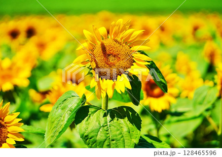 ひまわり 128465596