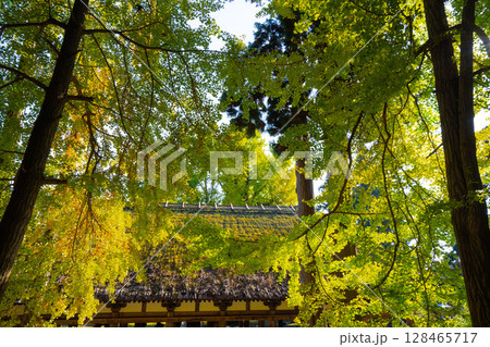 銀杏がかかった茅葺き屋根、黄色に染まった銀杏がかかる神社の屋根 128465717