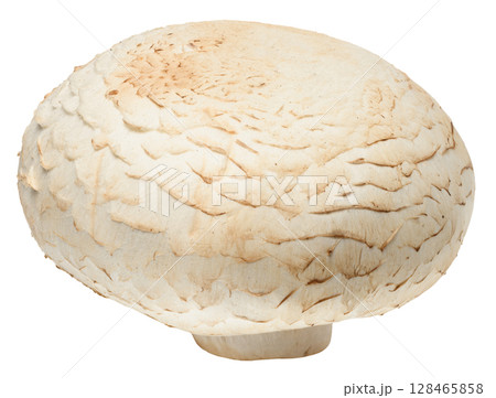 One fresh champignon mushroom with white cap and light brown stem, isolated background 128465858