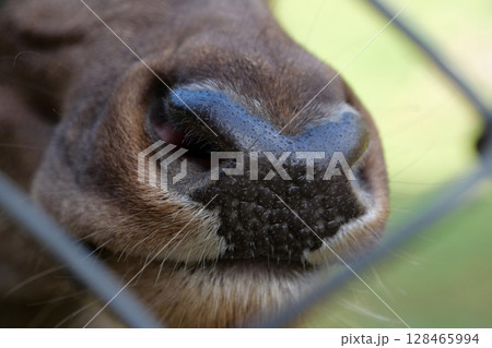 Deer nose extreme close up 128465994