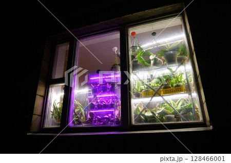 Potted houseplants stand near the window. Purple lighting for growth of flowers Potted houseplants stand near the window. Purple lighting for growth of flowers 128466001
