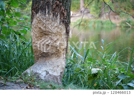 Tree felled by beaver. Tree trunk with bite marks of beaver Tree felled by beaver. Tree trunk with bite marks of beaver 128466013