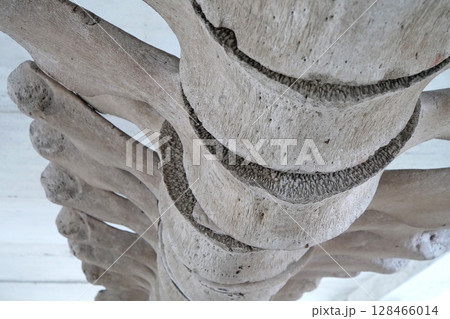 Big grey skeleton of big blue whale. Whale spine. Real whale bones. Balaenoptera 128466014