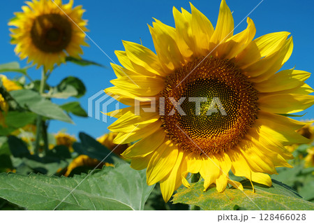 Field of beautiful yellow sunflowers Field of beautiful yellow sunflowers 128466028