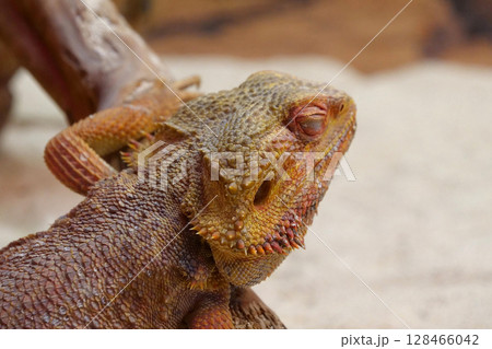 Bearded dragon, Pogona vitticeps, also known as inland bearded dragon Bearded dragon, Pogona vitticeps, also known as inland bearded dragon 128466042