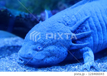 Axolotl, Ambystoma mexicanum, amphibian larva ambystoma, paedomorphic salamander Axolotl, Ambystoma mexicanum, amphibian larva ambystoma, paedomorphic salamander 128466043