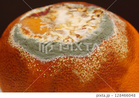 Overripe and rotten mandarin. Rotten tangerine covered with mold 128466048