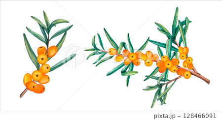Vector watercolor set of sea buckthorn branch and berries. Sea buckthorn branch close-up, isolated. Orange juicy sea buckthorn berries on transparent background. Healthy autumn berries Vector watercolor set of sea buckthorn branch and berries. Sea buckthorn branch close-up, isolated. Orange juicy sea buckthorn berries on transparent background. Healthy autumn berries 128466091