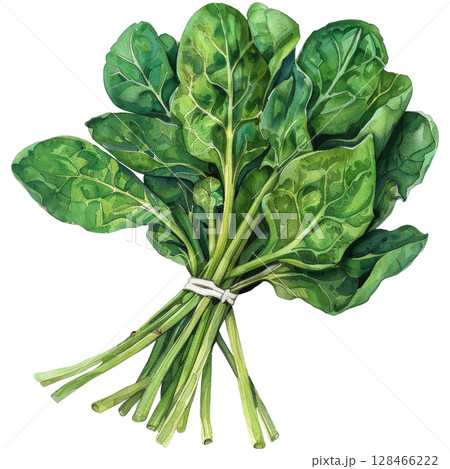 Fresh spinach bundle in watercolor, isolated on a white background. perfect for healthy food concepts 128466222