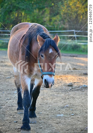 A beautiful horse is grazing on a green meadow on a sunny day. Concept for animals and nature. A beautiful horse is grazing on a green meadow on a sunny day. Concept for animals and nature. 128466759