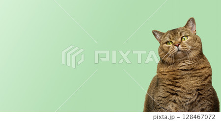Face of a thoughtful or appraising Scottish Shorthair cat with bright green eyes looking curiously against a light green background. 128467072