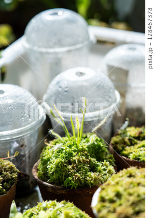 Sundew Drosera rotundifolia grow in garden bed near drip irrigation with plastic cups, plant hobby 128467378