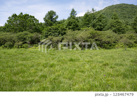 那須高原 沼ッ原湿原の風景 那須高原 沼ッ原湿原の風景 128467479