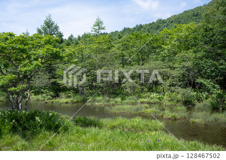 那須高原 沼ッ原湿原の風景 128467502