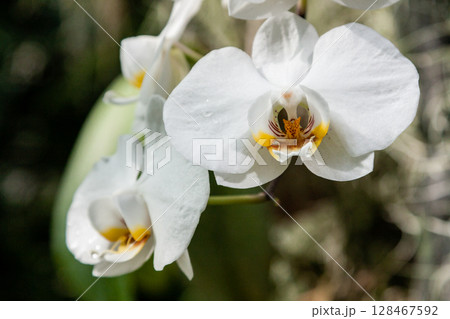 Flowering orchids in the botanical garden 128467592