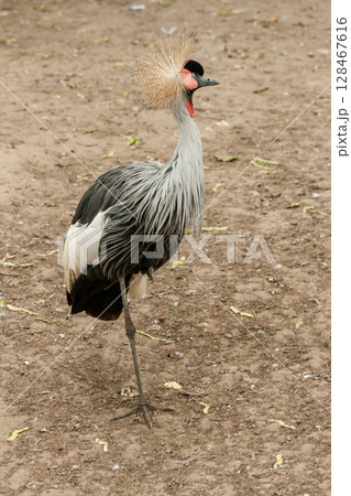 Gray Crowned Crane close-up Gray Crowned Crane close-up 128467616