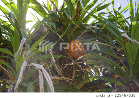 南国の海辺に生い茂るアダン 128467639