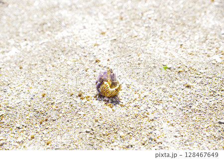 砂浜を歩くヤドカリの可愛い姿 砂浜を歩くヤドカリの可愛い姿 128467649