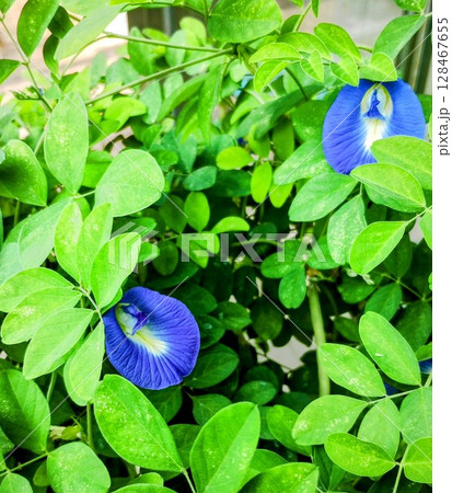 筑波実験植物園のバタフライピー チョウマメ 筑波実験植物園のバタフライピー チョウマメ 128467655