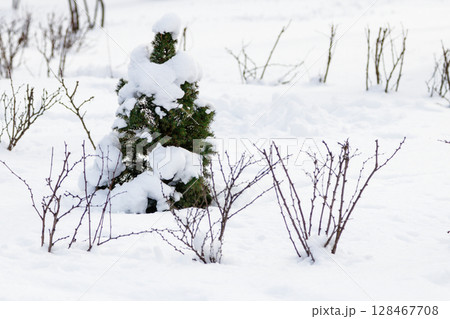 Green tree in the snow in sunny weather 128467708