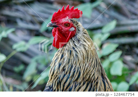 beautiful cock on grass background 128467754