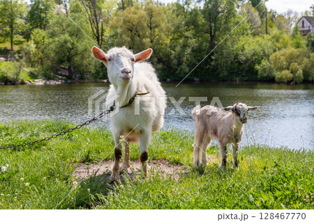 a green glade on the bank of the river, but which graze goats 128467770