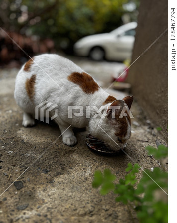 street cat walks through the evening city. High quality photo 128467794