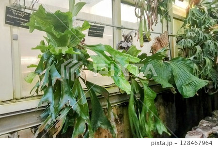 筑波実験植物園 筑波実験植物園 128467964