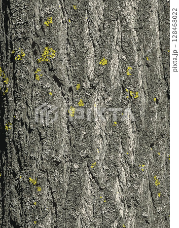 Vector illustration of Japanese pagoda tree bark detail. Close-up. Latin name is Styphnolobium japonicum, Sophora japonica. Vector illustration of Japanese pagoda tree bark detail. Close-up. Latin name is Styphnolobium japonicum, Sophora japonica. 128468022