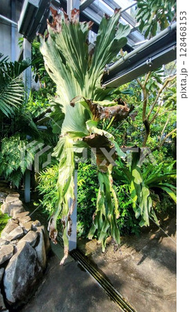 筑波実験植物園のプラティケリウム・ワンダエ 筑波実験植物園のプラティケリウム・ワンダエ 128468153