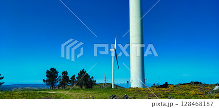 Wind turbine and flowers close-up under clear blue sky in Portugal. Wind turbine on a flowering field - concept of clean wind energy, sustainable consumption, ecotourism shot 128468187