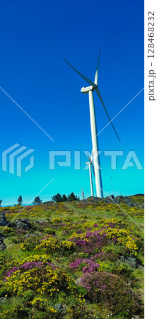 Wind turbine and flowers close-up under clear blue sky in Portugal. Wind turbine on a flowering field - concept of clean wind energy, sustainable consumption, ecotourism shot 128468232