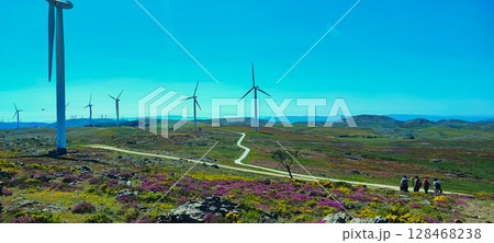 Wind turbine and flowers close-up under clear blue sky in Portugal. Wind turbine on a flowering field - concept of clean wind energy, sustainable consumption, ecotourism shot Wind turbine and flowers close-up under clear blue sky in Portugal. Wind turbine on a flowering field - concept of clean wind energy, sustainable consumption, ecotourism shot 128468238
