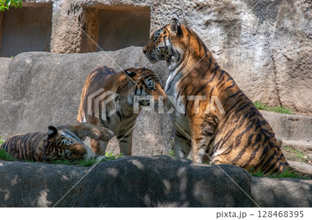 虎の親子 虎の親子 128468395