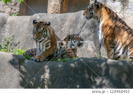 虎の親子 128468403