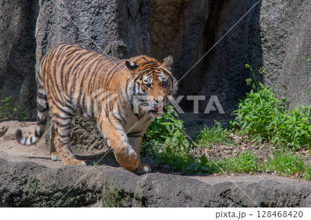 虎の親子 虎の親子 128468420