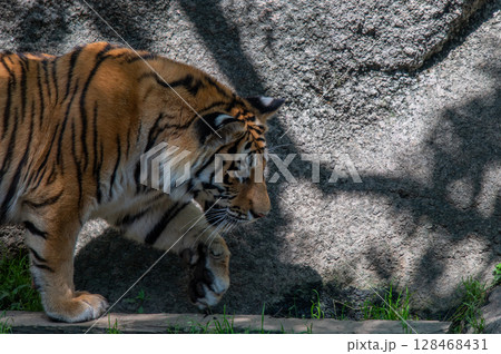 虎の親子 虎の親子 128468431