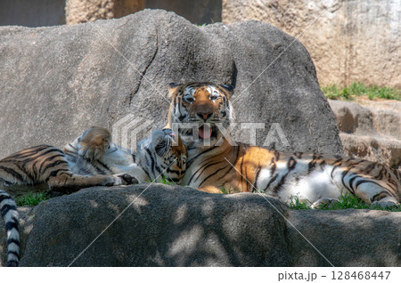 虎の親子 128468447