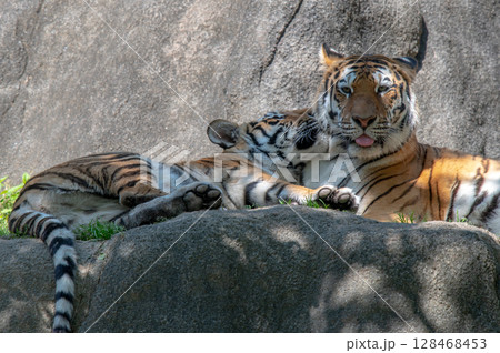 虎の親子 128468453