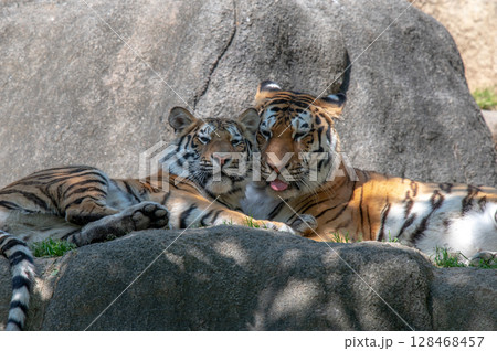虎の親子 虎の親子 128468457
