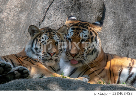 虎の親子 128468458