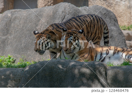 虎の親子 128468476