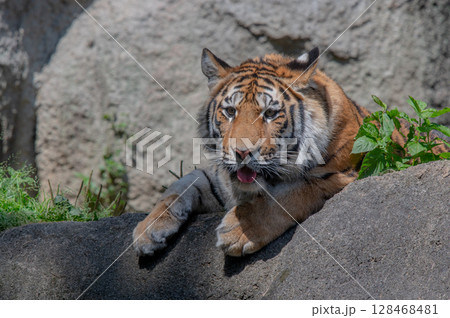 虎の親子 128468481