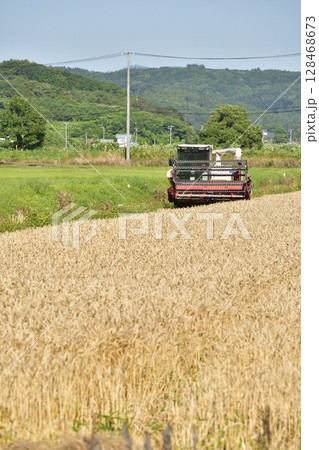 夏の北海道江差町で小麦の収穫風景を撮影 夏の北海道江差町で小麦の収穫風景を撮影 128468673