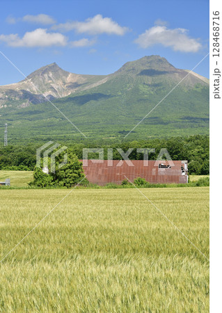 夏の北海道森町で麦畑と駒ヶ岳の風景を撮影 128468716