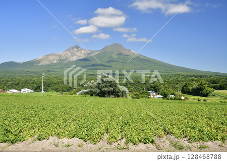 夏の北海道森町で収穫間近のジャガイモ畑と駒ヶ岳の風景を撮影 夏の北海道森町で収穫間近のジャガイモ畑と駒ヶ岳の風景を撮影 128468788
