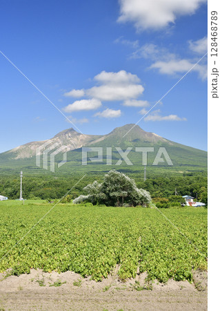 夏の北海道森町で収穫間近のジャガイモ畑と駒ヶ岳の風景を撮影 128468789