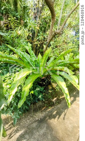 筑波実験植物園 128468916