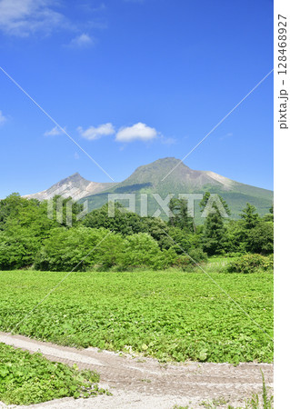 夏の北海道森町でカボチャ畑の風景を撮影 夏の北海道森町でカボチャ畑の風景を撮影 128468927