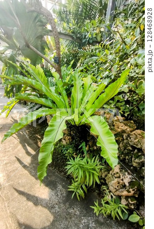 筑波実験植物園 筑波実験植物園 128468928